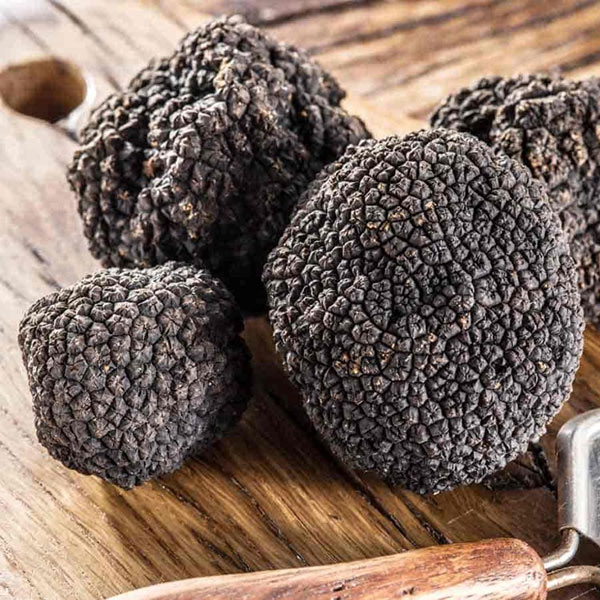 Tartufo Nero Estivo Fresco Natura&Sapori